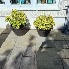 Barrel planter