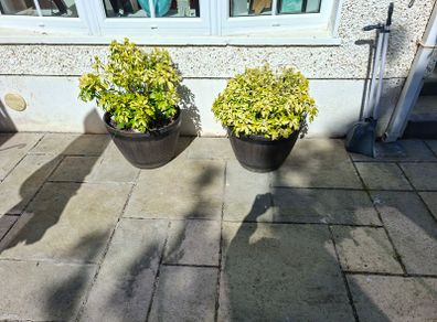Barrel planter