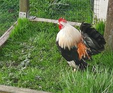 rooster