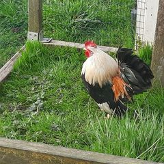 rooster