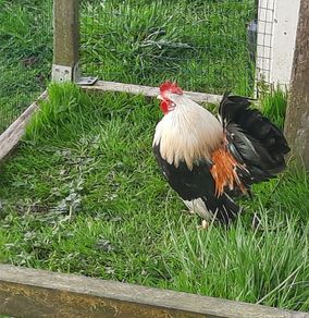 rooster