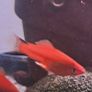 fish Image 2