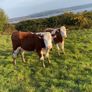 Hereford Heifers Image 2