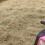Hay Image 3