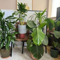 Collection of 6 Large Established Indoor Statement Plants & Pots