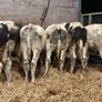 20 smashing blue bull Weanlings Image 8