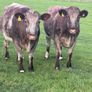 x20 heifers for sale at Ballymahon Mart Image 10
