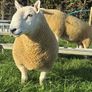 NCC Shearling Rams Image 9