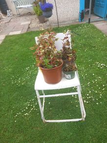 chair