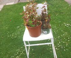 chair