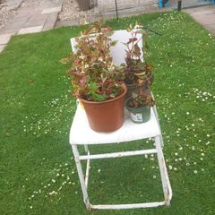 chair