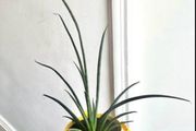 Mikado snake plant