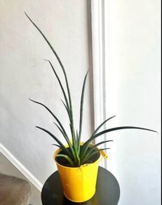 Mikado snake plant