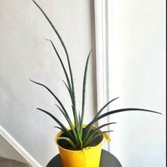 Mikado snake plant