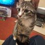 Sweet kitten looking for rehoming due to family member having allergies triggered