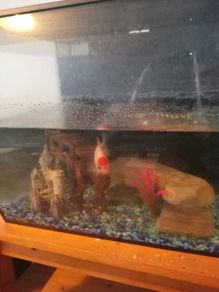 fish
