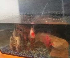 fish