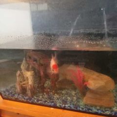 fish