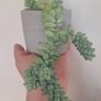 Sedum morganianum Image 3