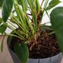 Anthurium plant Image 6
