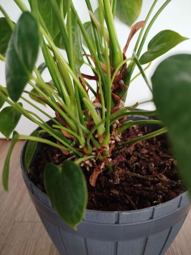 Anthurium plant