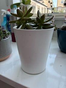 plant