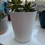 plant Image 3