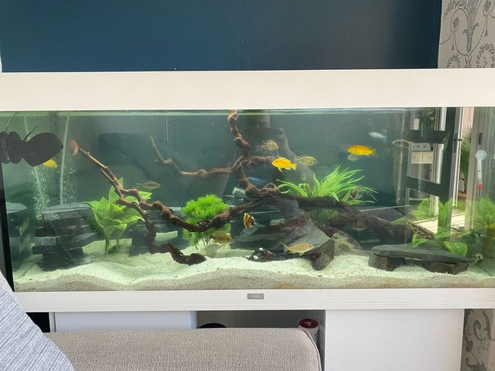 Jewel 240L aquarium