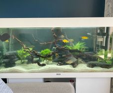 Jewel 240L aquarium