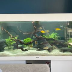 Jewel 240L aquarium