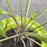 Geranium Palmatum Image 4