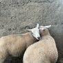 Ewe Lambs Image 4
