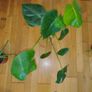 Ultimate Plant Lover's Bundle, Swiss Cheese and Aloe Vera Image 5