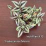 Houseplants Image 3