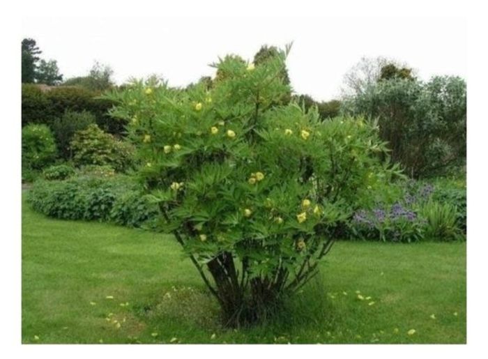 Tree Peony Yellow