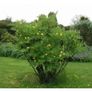 Tree Peony Yellow Image 2
