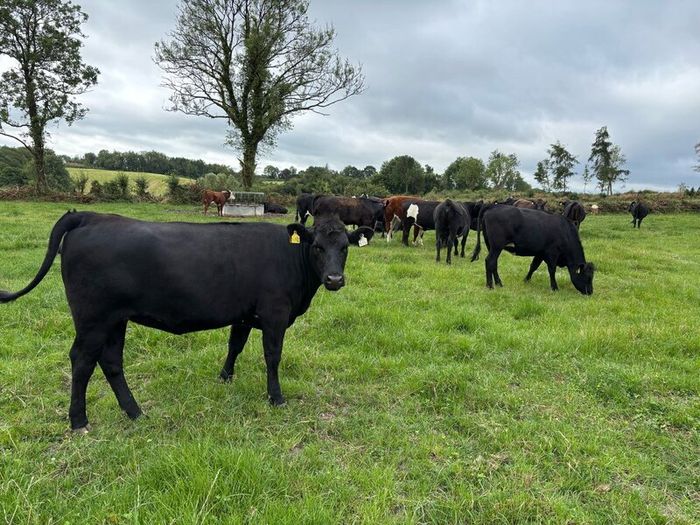 Angus and white head heifers