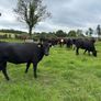 Angus and white head heifers Image 7