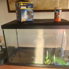 fish tank