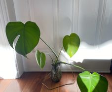 Monstera/Swiss Cheese plant