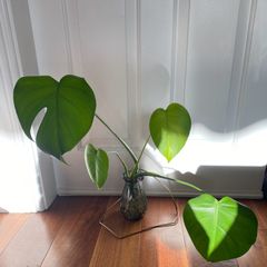 Monstera/Swiss Cheese plant
