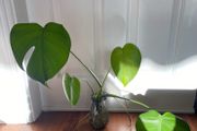 Monstera/Swiss Cheese plant
