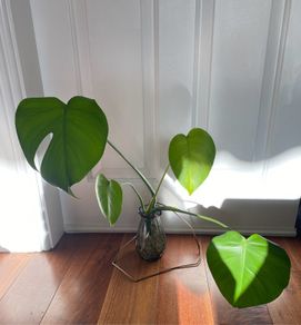 Monstera/Swiss Cheese plant