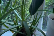 Indoor Plant