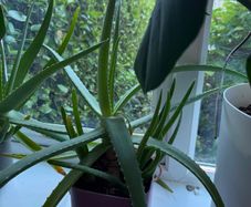 Indoor Plant