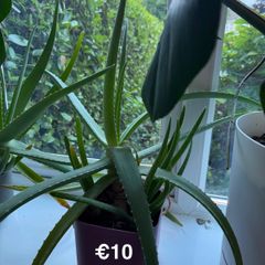 Indoor Plant
