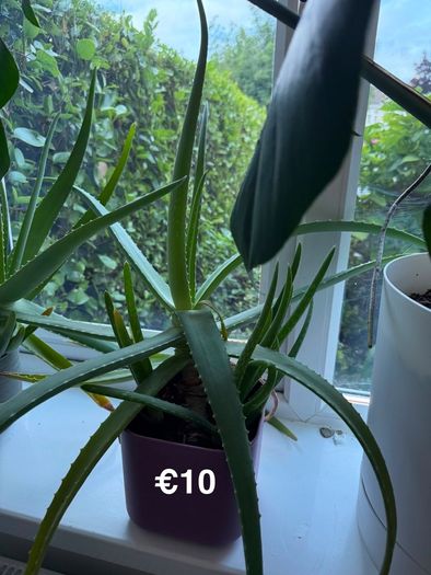 Indoor Plant