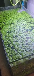 Amazon Frogbit - floating plants