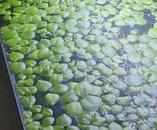 Amazon Frogbit - floating plants