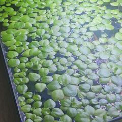 Amazon Frogbit - floating plants